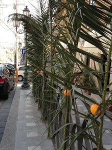 Palms & Oranges for S. Giuseppe