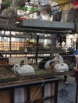 Bunnies and birds were for sale at the market.